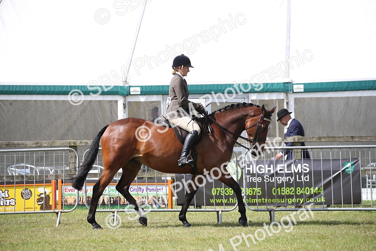 SBM_13179 - Class 95-96 - LIHS BSHA Rising Star Hack Riding Horse