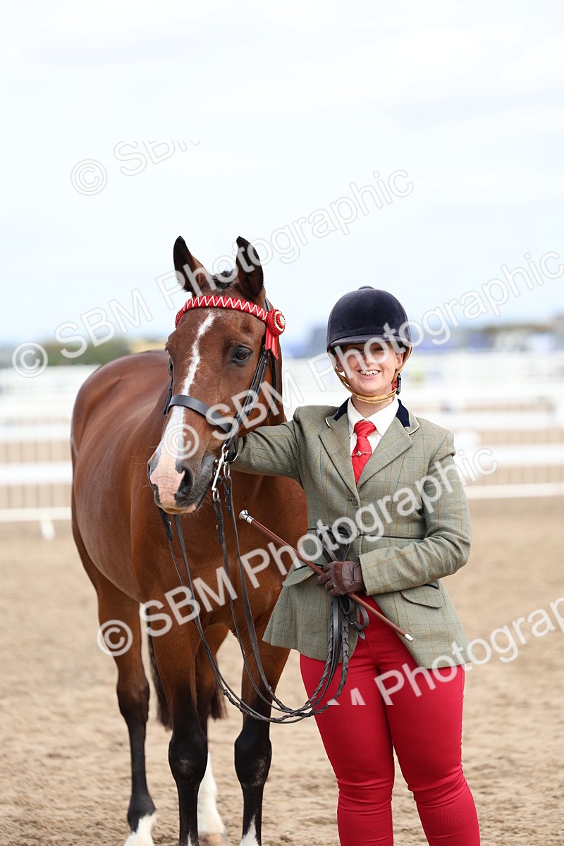 SBM_01843 - Class 18 - Handsomest Gelding - IH or Ridden