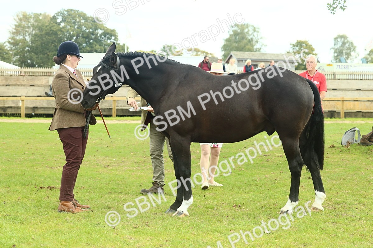 SBM_66447 - S34 - Rehabilitated Rescue Horse & Pony In Hand & Ridden
