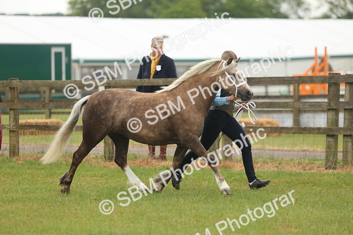 SBM_01543 - Class 50-57 - M&M Welsh Pony In Hand