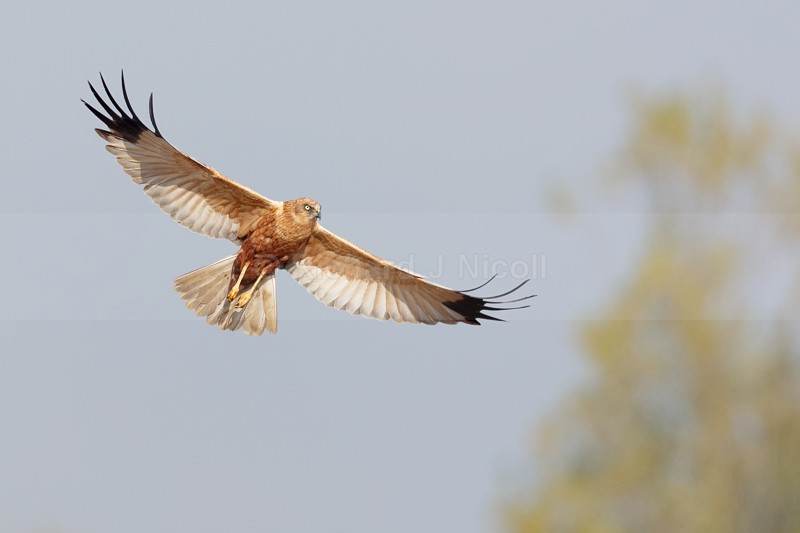 Marsh Harrier (Circus aeruginosus) male - Marsh Harrier (Circus aeruginosus)