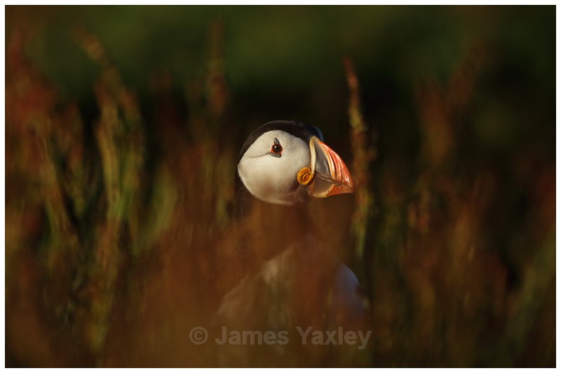 Phoenix Puffin - Puffins of Skokholm Island