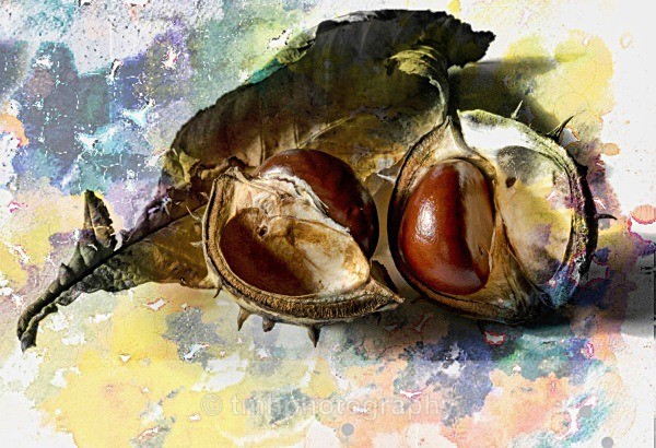 Conker in Patel Colour - Still Life / Contemporay Art