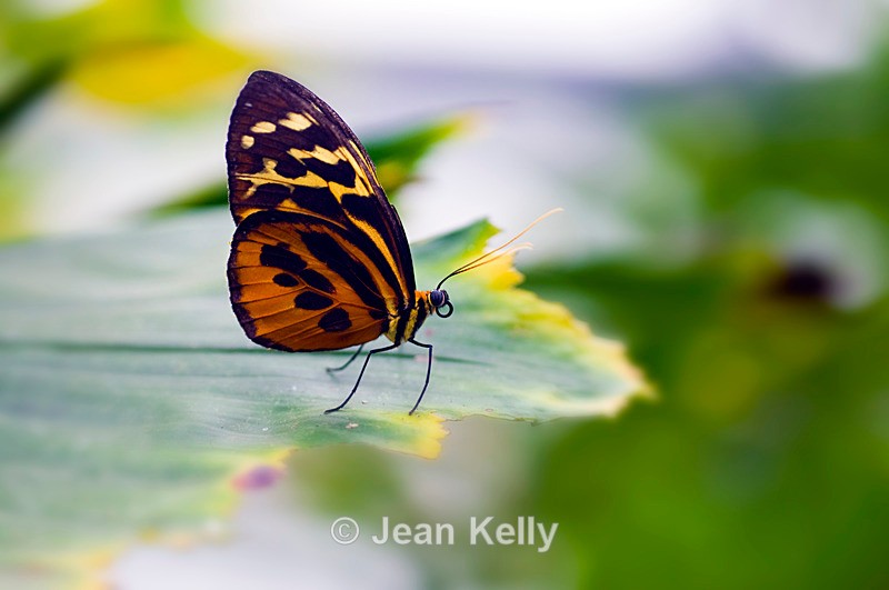 Hermonia Tiger-Wing Butterfly - 0051 - Insects