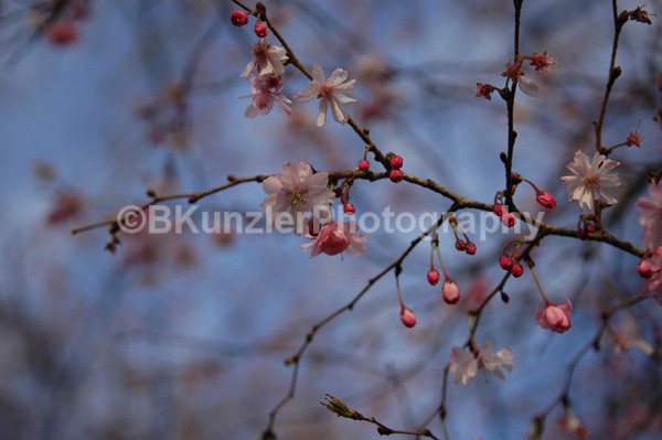  - Flowers