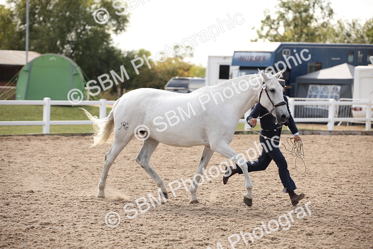 SBM_07064 - Class 25 IH Foreign Breeds- Pure bred