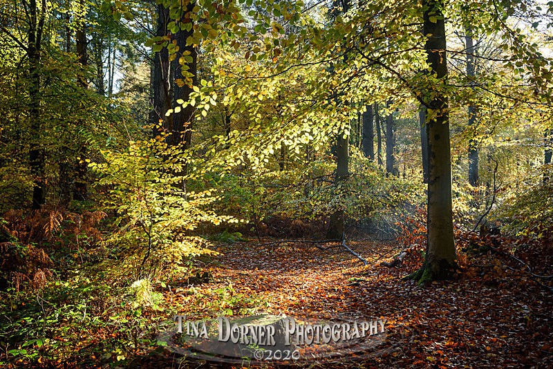Golden Autumn Glade, Autumn Forest of Dean. Tina Dorner Photography