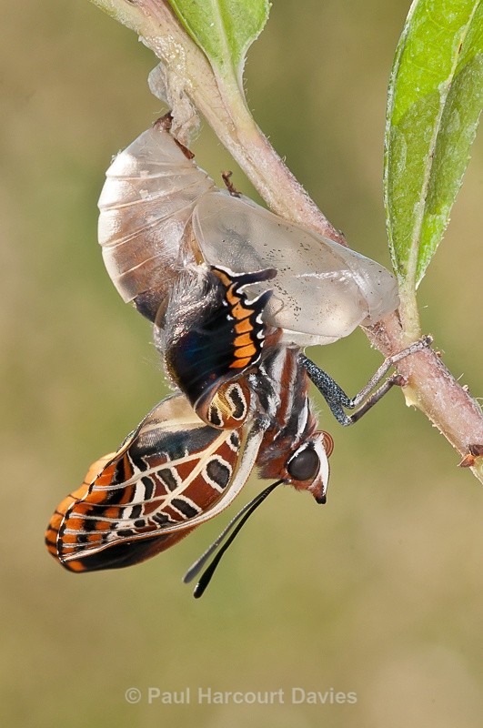  - Bugs: Butterflies