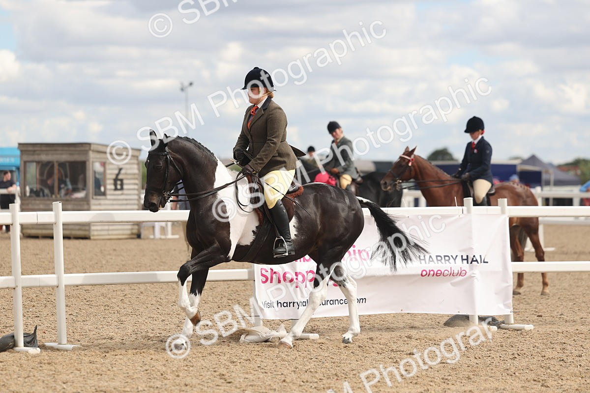 SBM_14771 - Class 308 - Ridden Coloured Horse