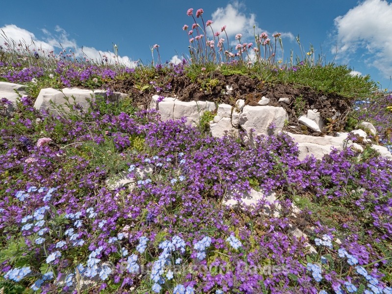 Basil thyme (Acinos arvensis) purple with bright blue Apennine forget-me-not (Myosotis alpina var ambigens) - Flowers in the Landscape - 2