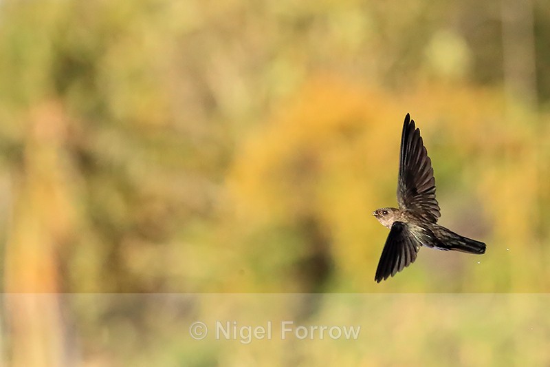 Cave Swiftlet flying, Lovina, Bali - Cave Swiftlet
