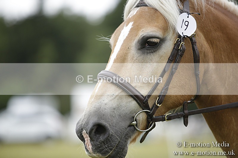 BVR160717-1550 - Ring 1 BVRC Show 16/07/17