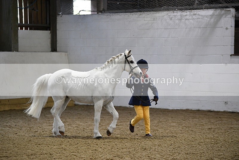 WJ5_4645 - Class 3 Part Bred In hand