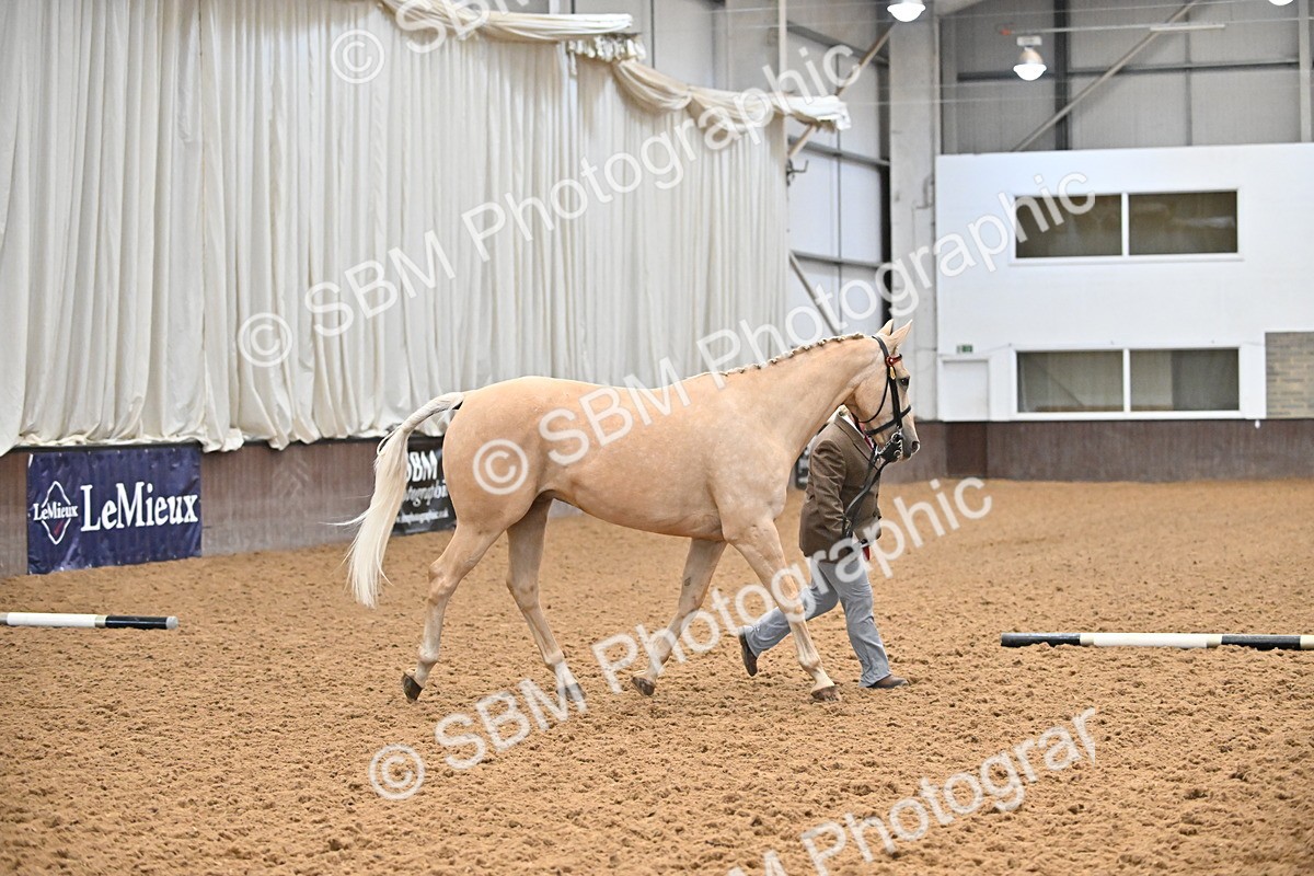 EB7_8407 - Class 3 - In Hand Foreign Breeds & Warmbloods