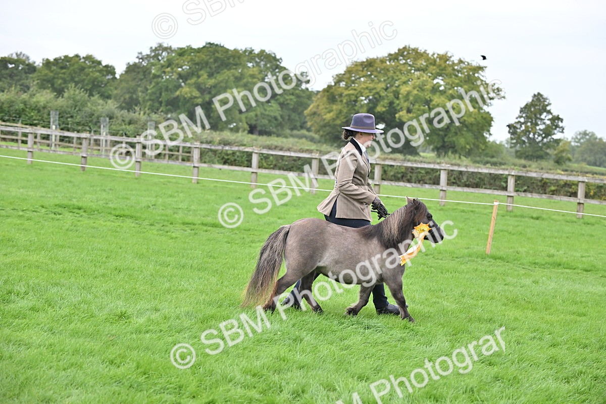 SBM_61111 - S48 - Mountain & Moorland In Hand Small Breeds
