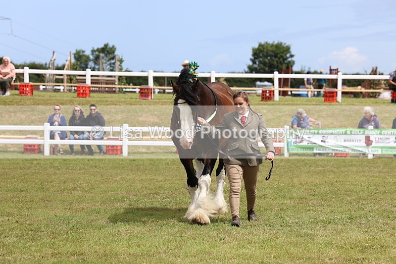 3E7A0721 - Class 7: Heavy Horse In Hand