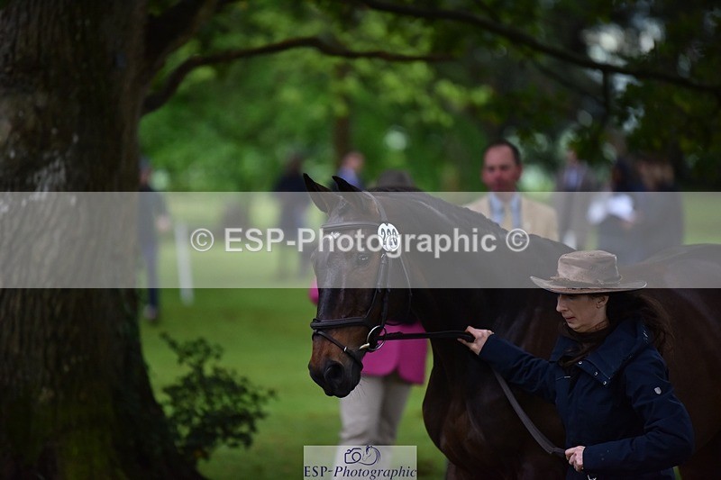 240522-164648-01147 - 220-BALLINAMURRA_FLARE_STAR-Mary_Mason