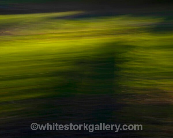  - Light In The Forest