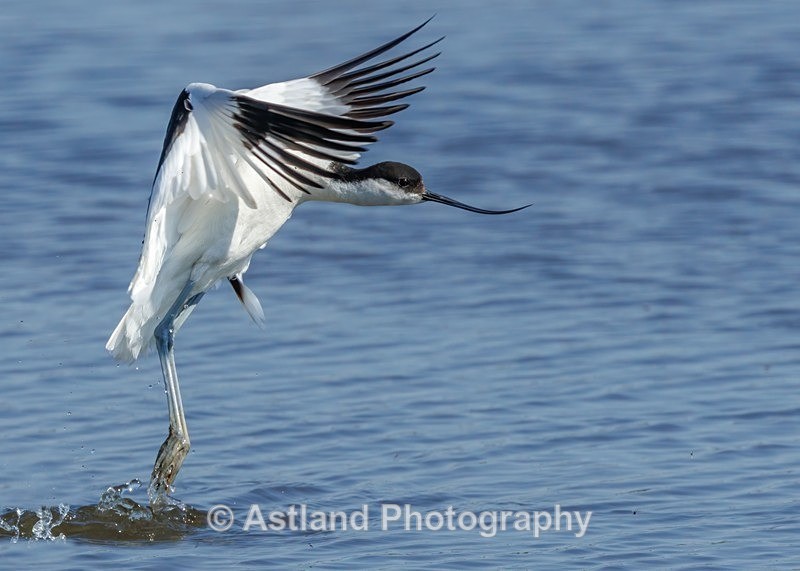 Avocet - Latest Images