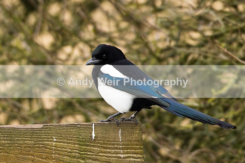 20130328-_MG_2429 - Magpie