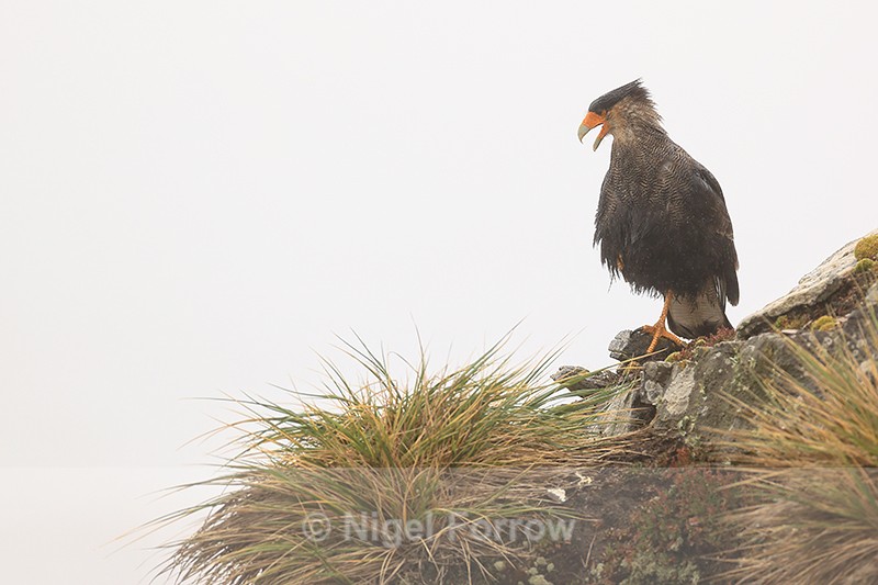 Crested Caracara perched on cliff, Saunders Island, Falklands - Crested Caracara
