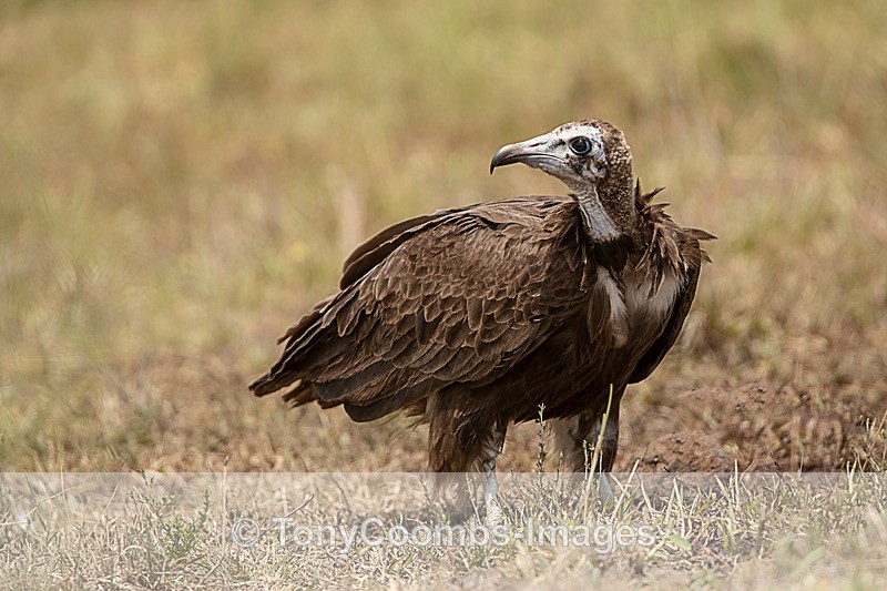 Hooded Vulture - Mara North ~ Birds