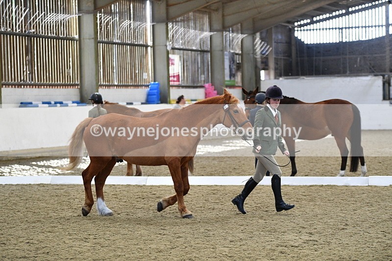 WJ5_4400 - Class 6 In hand M&M - Large Breeds