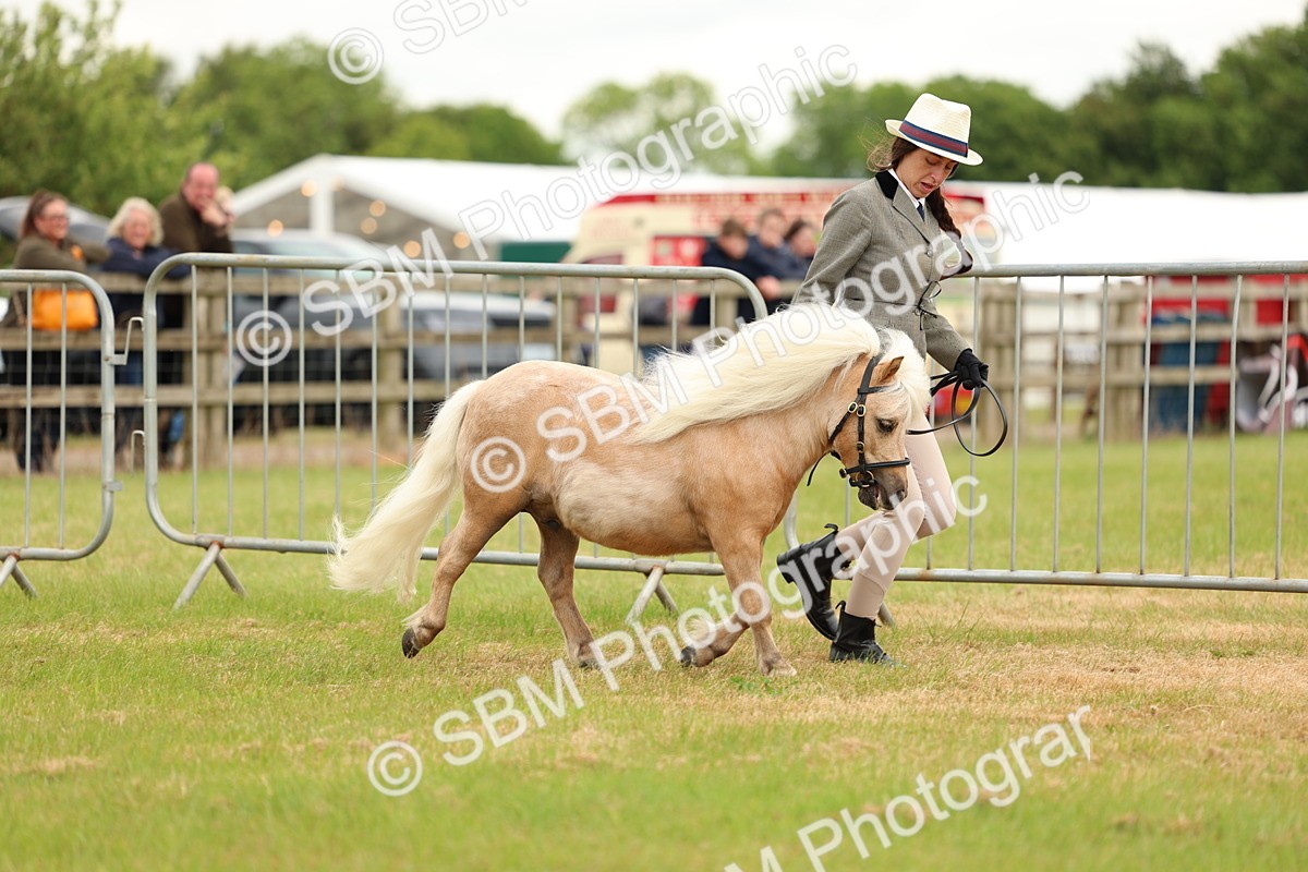 SBM_04445 - Class 64-67 - Shetland Pony In Hand