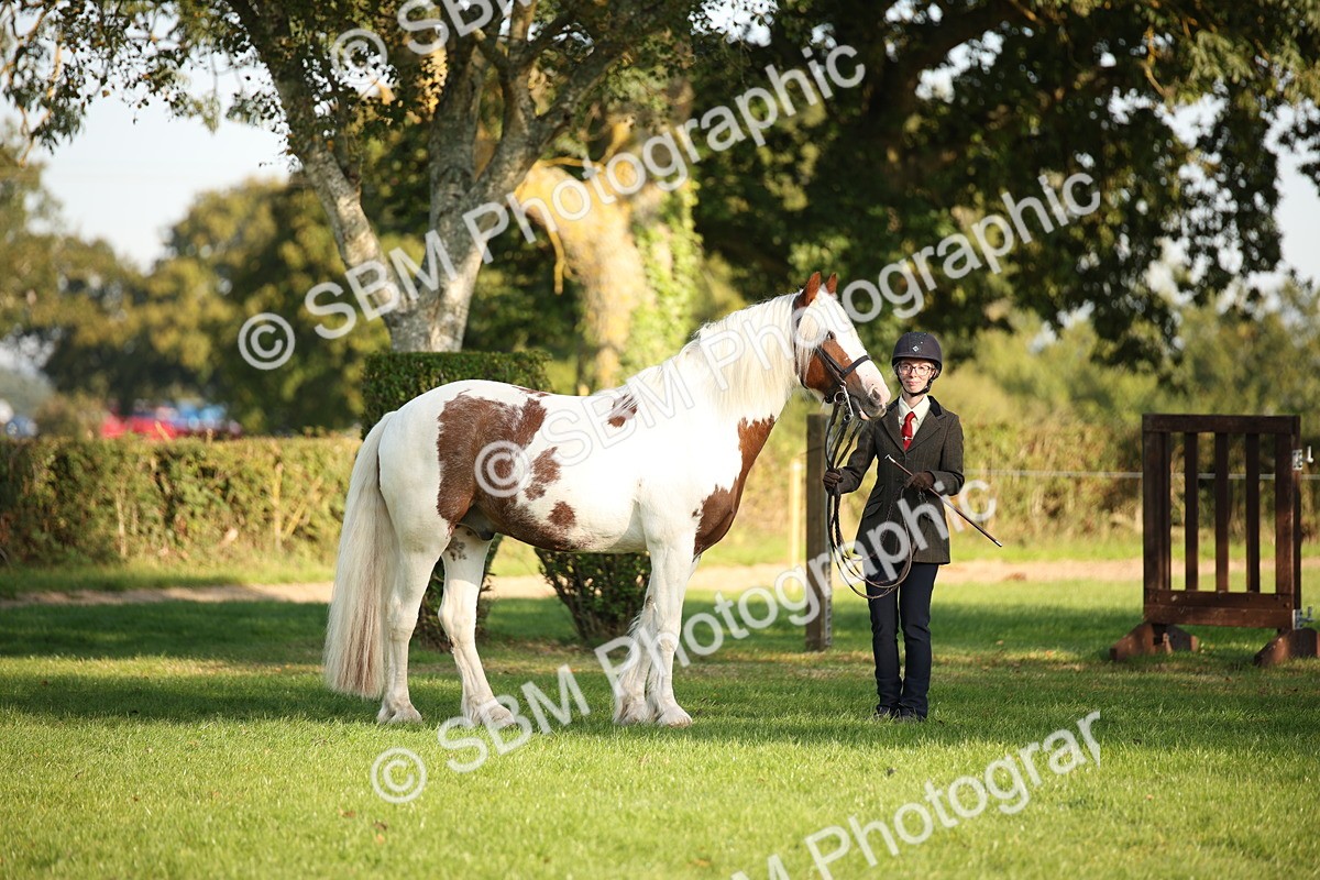 SBM_58683 - S51 - Piebald & Skewbald Horse In Hand