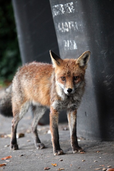 Urban fox cub on the prowl in Urban environment in Bristol - 0016 - Urban Foxes, Bristol, Great Britain