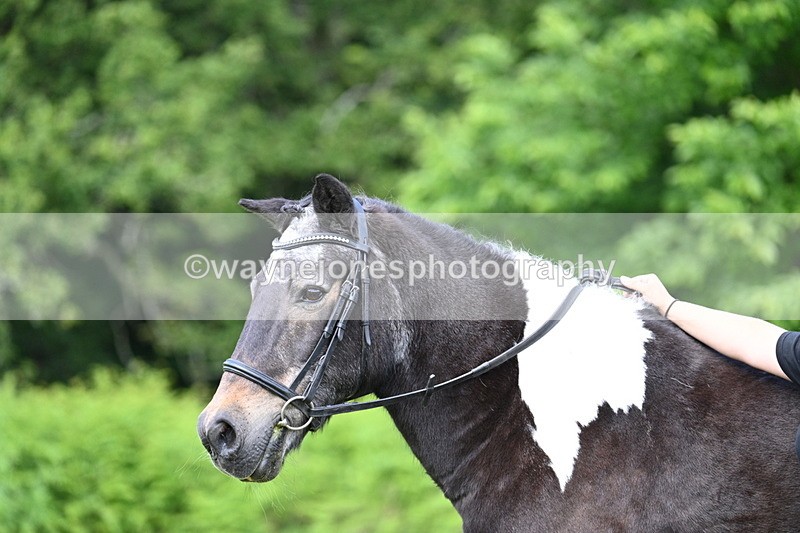 WJ7_1642 - Class 11 Condition & Turnout