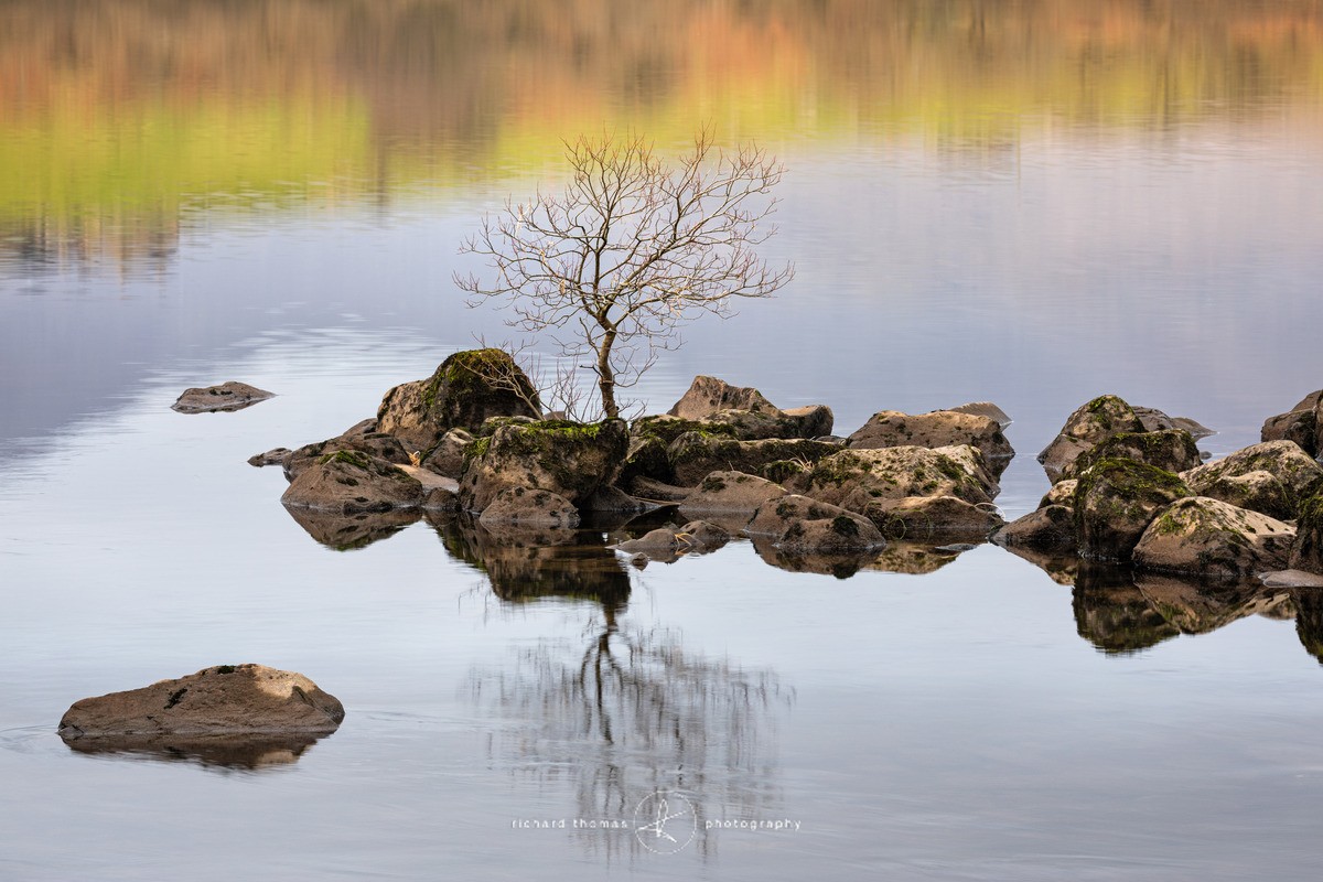 Divided tree - Freshwater