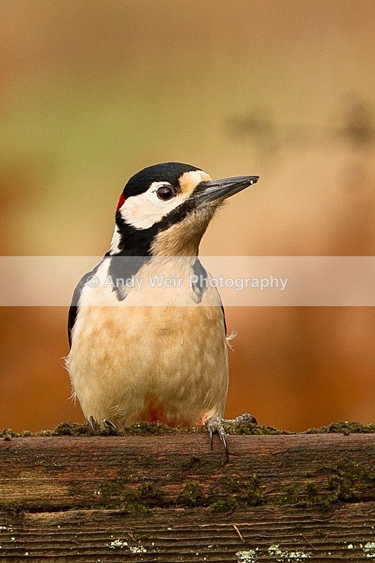 20120218-_MG_8905 - Woodpecker