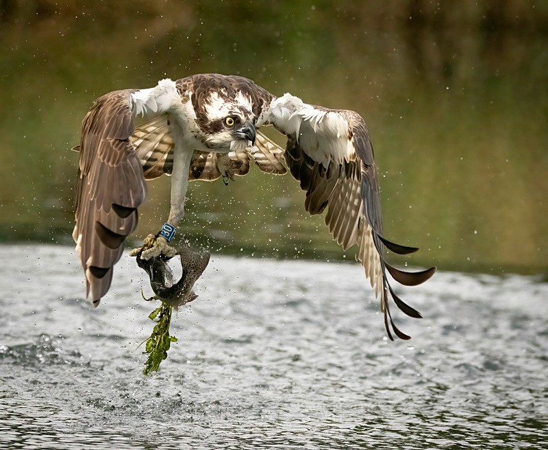 RUTLAND WATER OSPREY.4 - OSPREYS 2022