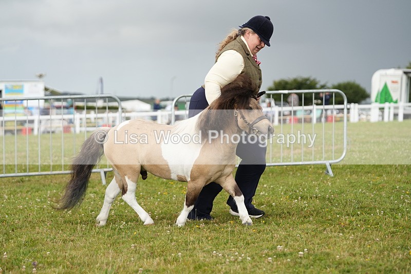 DSC04563 - Class 46: NPS Shetland Youngstock
