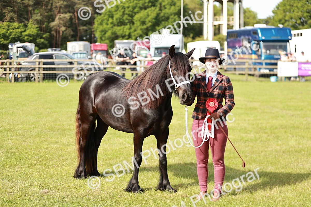 SBM_00757 - Class 14-23 - Mountain & Moorland In Hand Non Welsh