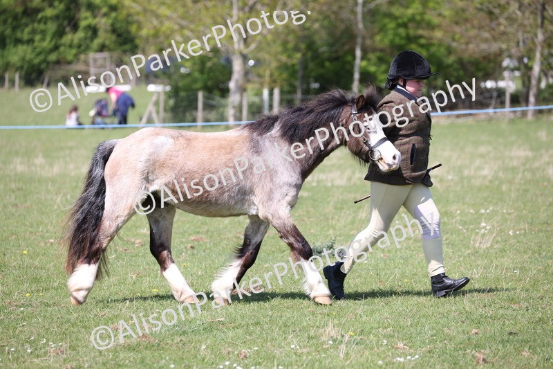 20250427-2972 - Class 27 - Coloured Horse and Pony