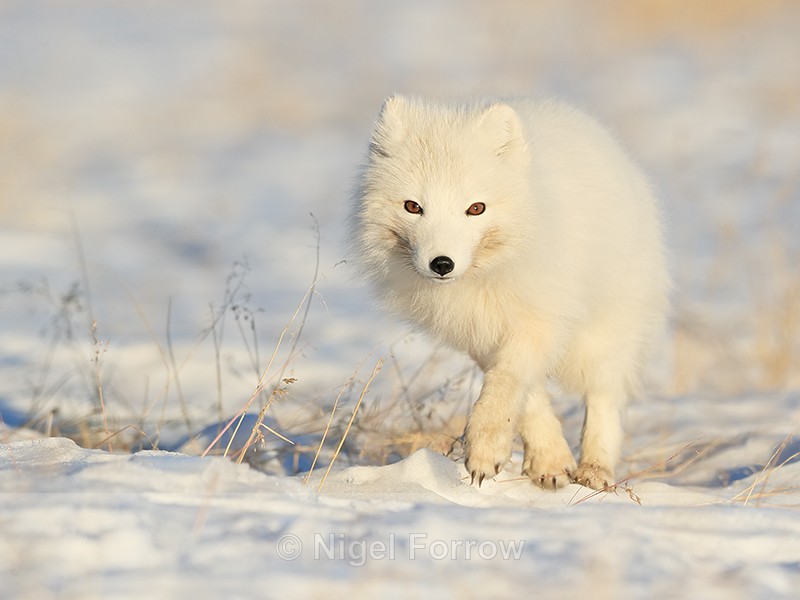 Arctic Fox (white) running, Svalbard, Norway - Arctic Fox