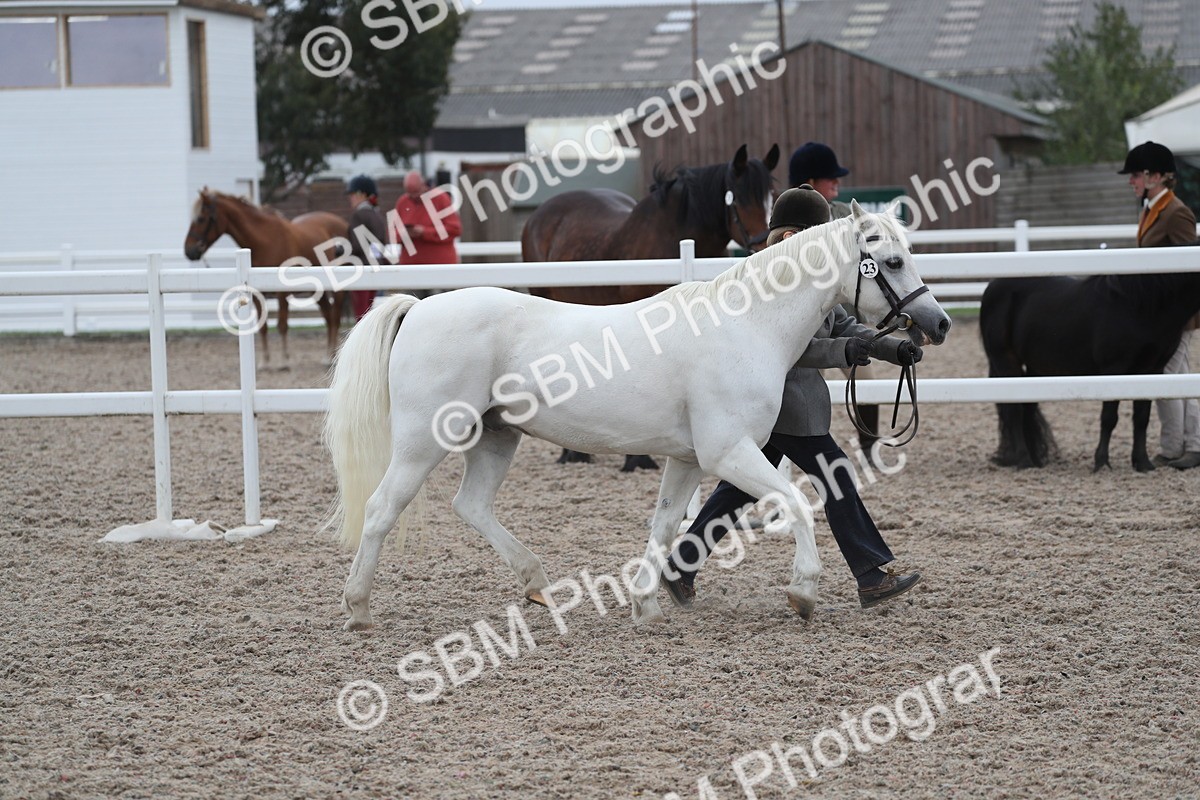SBM_17951 - Class 317 IH Pure bred Horse/Pony