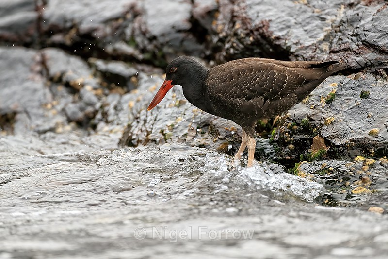 Blackish Oystercatcher (juvenile) wading, Chanaral Island, Chile - Blackish Oystercatcher