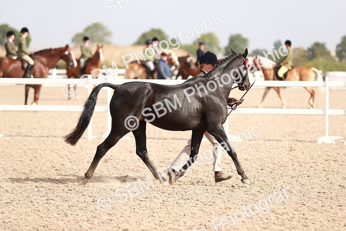 SBM_11145 - Class 205 IH Show Pony/ Show Hunter Pony