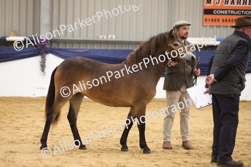 20260913-1285 - Class 113 - Yearling