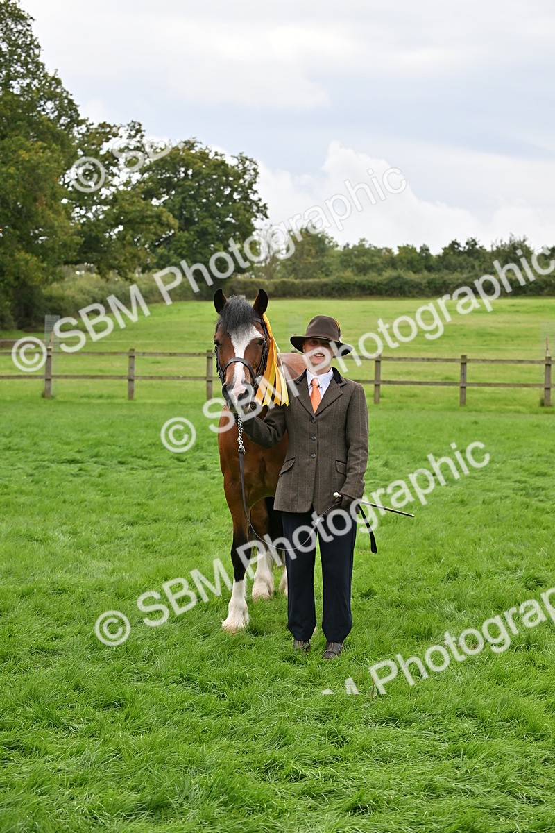 SBM_63325 - S49 - Mountain & Moorland In Hand Large Breeds