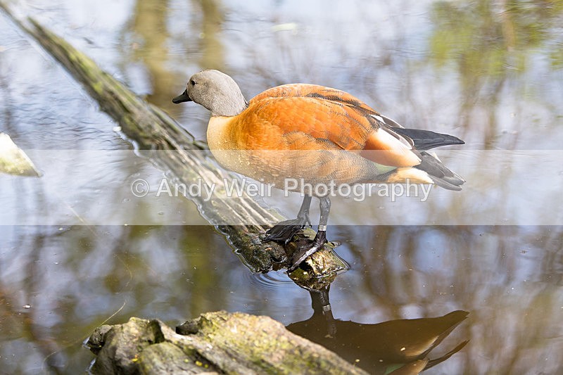 20140419-3K8A0411 - Captive Birds