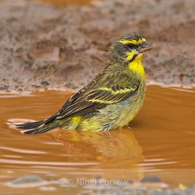 Yellow-fronted Canary takes a dip in a muddy puddle - Yellow-fronted Canary