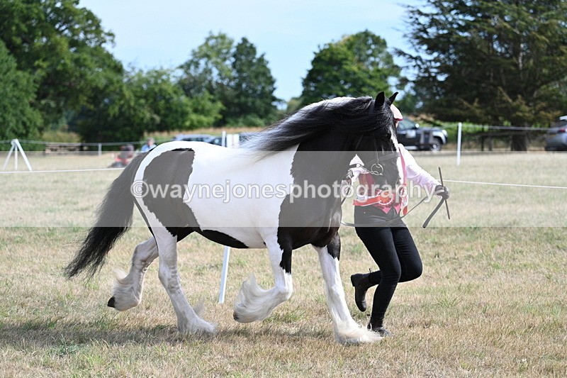 WJ7_8115 - In-hand Championship