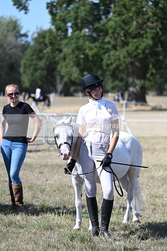 WJ7_1335 - Class 41 Prettiest Mare