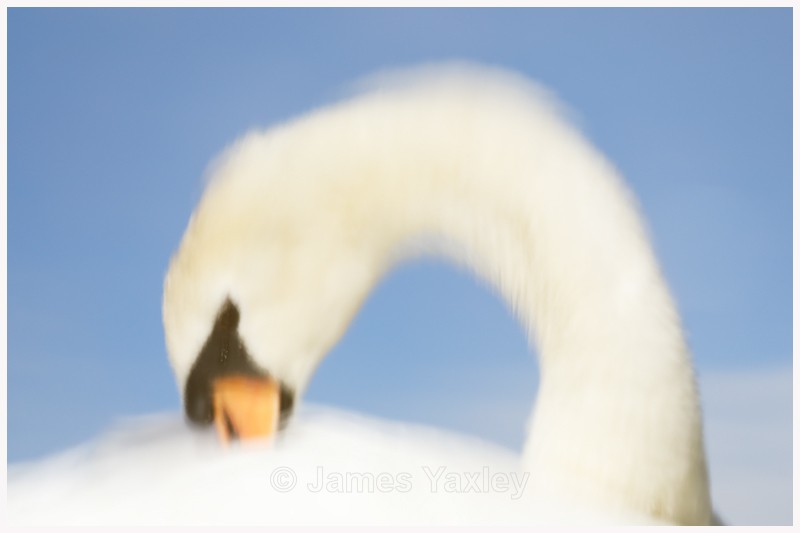 Mute Swan Reflection - Latest Work
