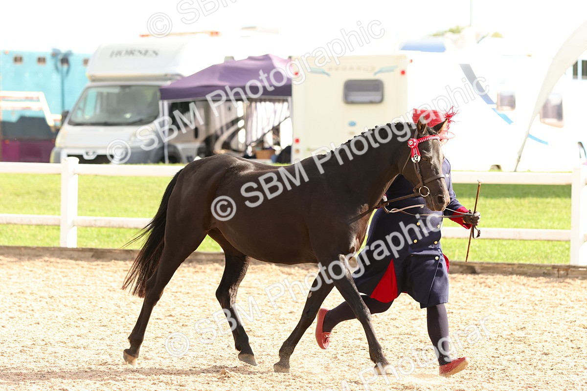 SBM_18376 - Class 318 - IH Part Bred Horse Pony