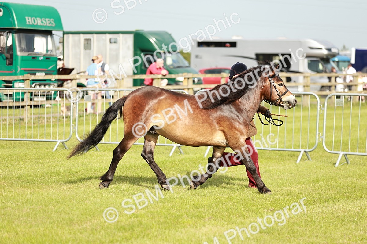 SBM_00447 - Class 14-23 - Mountain & Moorland In Hand Non Welsh